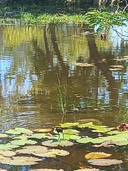 Jacana spinosa