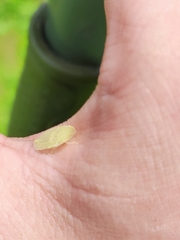 Petalocephala