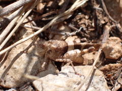 Oedipoda