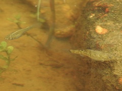 Cyprinodon variegatus