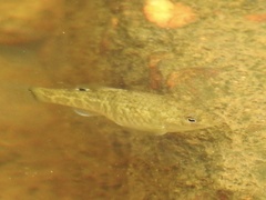 Cyprinodon variegatus