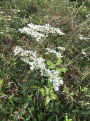 Eupatorium serotinum