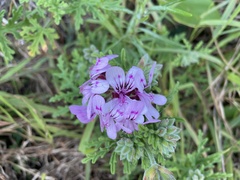 Pelargonium radens