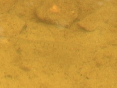 Fundulus similis