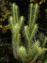Lycopodiales