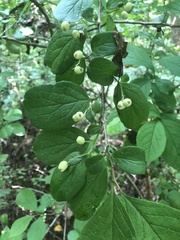 Symplocos paniculata
