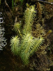 Lycopodiales