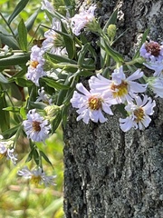 Symphyotrichum firmum