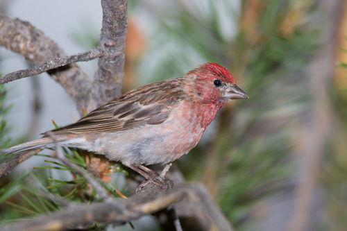 Cassin's Finch