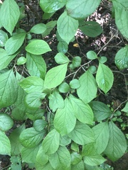 Symplocos paniculata