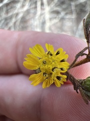 Deinandra paniculata