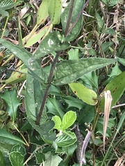 Eupatorium serotinum