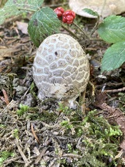 Amanita ceciliae