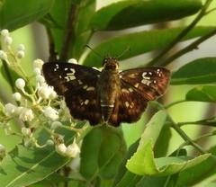 Udranomia kikkawai