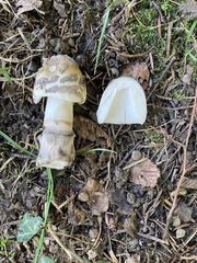 Amanita ceciliae