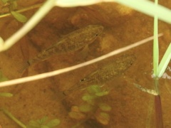 Cyprinodon variegatus