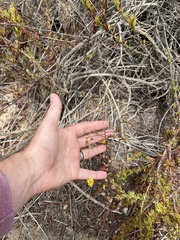 Deinandra paniculata