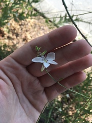 Oenothera lindheimeri