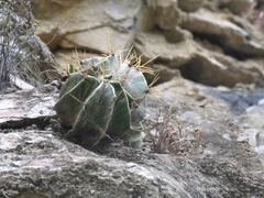 Astrophytum ornatum