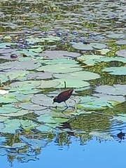 Jacana spinosa