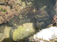 Sebastes rastrelliger