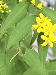 Solidago caesia