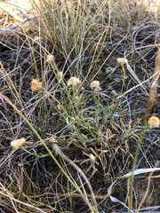 Erigeron pumilus