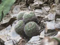 Mammillaria