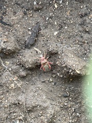 Apiomerus californicus