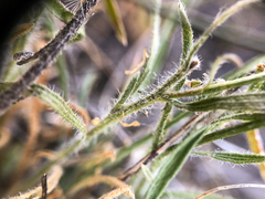 Erigeron pumilus