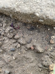 Apiomerus californicus