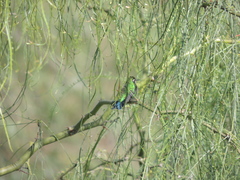 Chlorostilbon lucidus