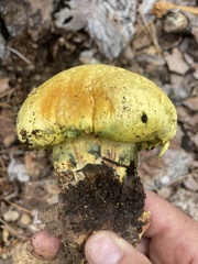 Buchwaldoboletus sphaerocephalus