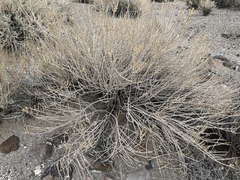 Tetradymia glabrata
