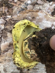 Buchwaldoboletus sphaerocephalus