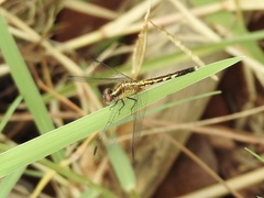 Erythrodiplax minuscula