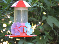 Chlorostilbon lucidus