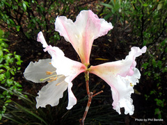 Rhododendron cubittii