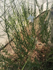 Oenothera lindheimeri