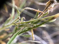 Erigeron pumilus