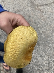 Buchwaldoboletus sphaerocephalus