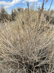 Tetradymia glabrata