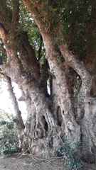 Xanthocercis zambesiaca