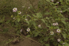 Lantana achyranthifolia