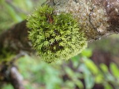 Plenogemma phyllantha