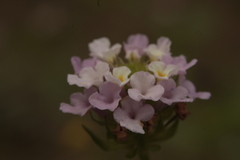 Lantana achyranthifolia