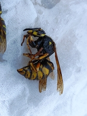 Dolichovespula adulterina