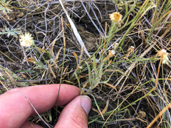 Erigeron pumilus