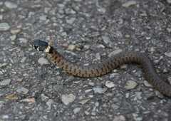 Natrix astreptophora