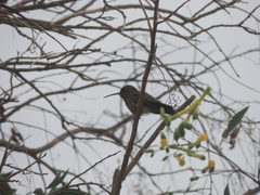 Chlorostilbon lucidus